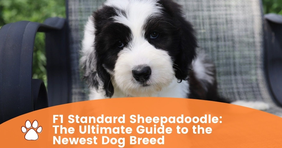 F1 Standard Sheepadoodle: The Ultimate Guide to the Newest Dog Breed