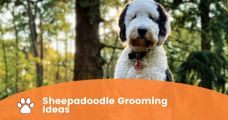 Sheepadoodle Grooming Ideas
