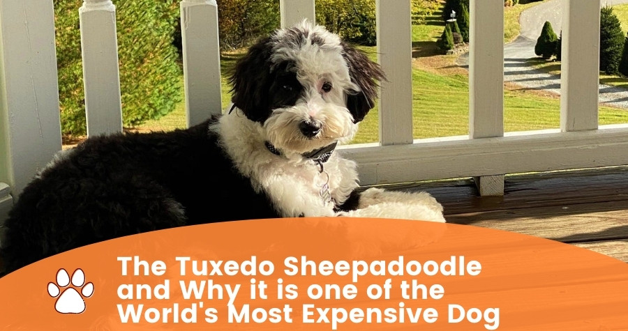 The Tuxedo Sheepadoodle and Why it is one of the World’s Most Expensive Dog